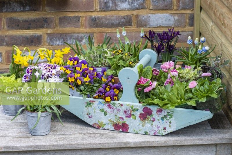 A trug of annual violas, primulas and bellis daisies rests on a table amongst pots of grape hyacinths, reticulata irises, daffodils and polyanthus primulas.