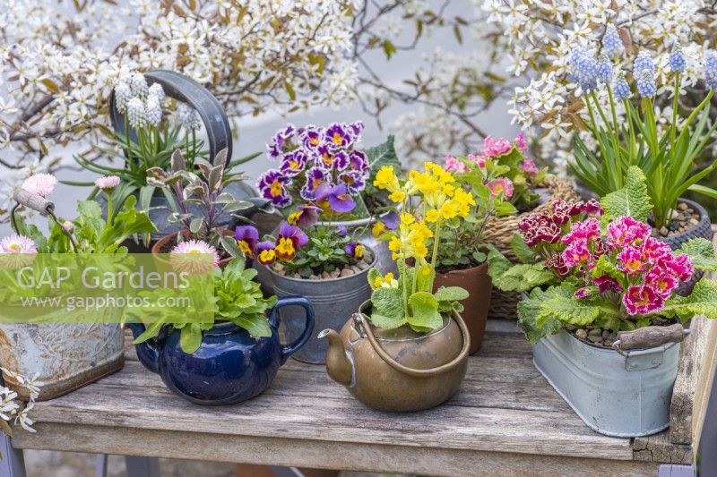 A spring container display. In the centre, a cowslip, primula veris, planted in a brass kettle, edged in pots of bellis daisies, violas, primulas and grape hyacinths.