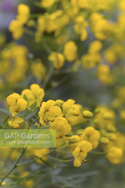 Senna corymbosa syn. Cassia corymbosa