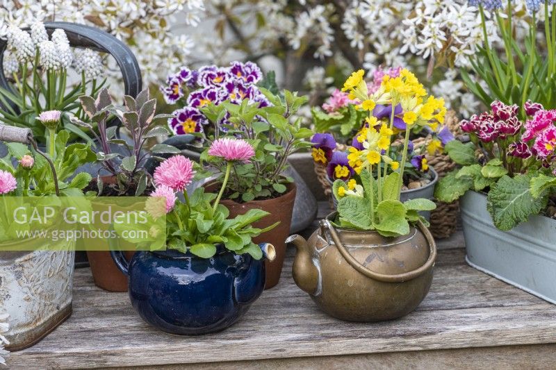 In a spring container display, a blue teapot (left) is planted with Bellis daisies, Bellis perennis, and a brass kettle is planted with cowslips, Primula veris.