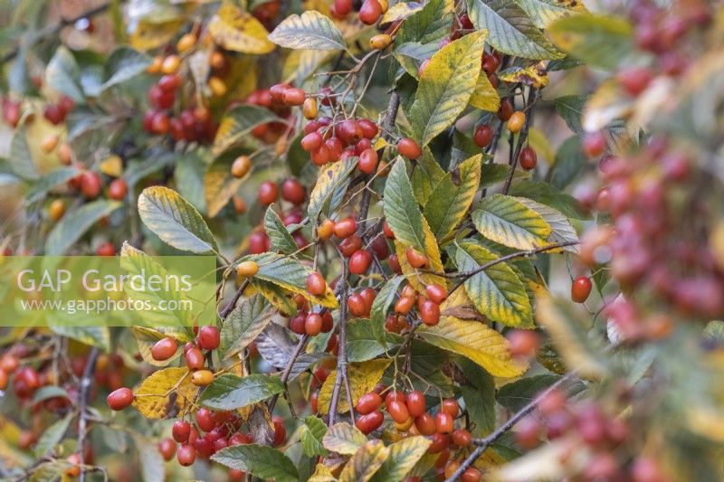 Autumn foliage and berries, Sorbus folgneri Emiel. Close up. Autumn, November