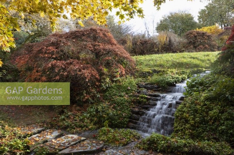 A waterfall falls into an acer glade, which is full of autumn colours. Stepping stones cross the stream and the path and stones are covered in brightly coloured, fallen acer leaves. The Garden House, Yelverton. Autumn, November