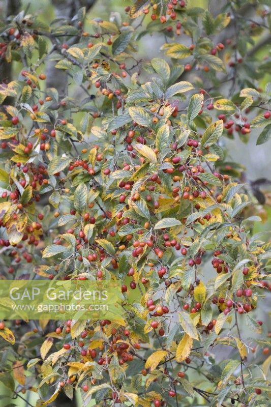 Autumn foliage and berries, Sorbus folgneri Emiel. Autumn, November