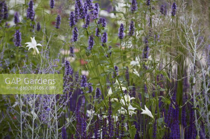 Agastache 'Black Adder' with Perovskia 'Blue Spire' in summer border.