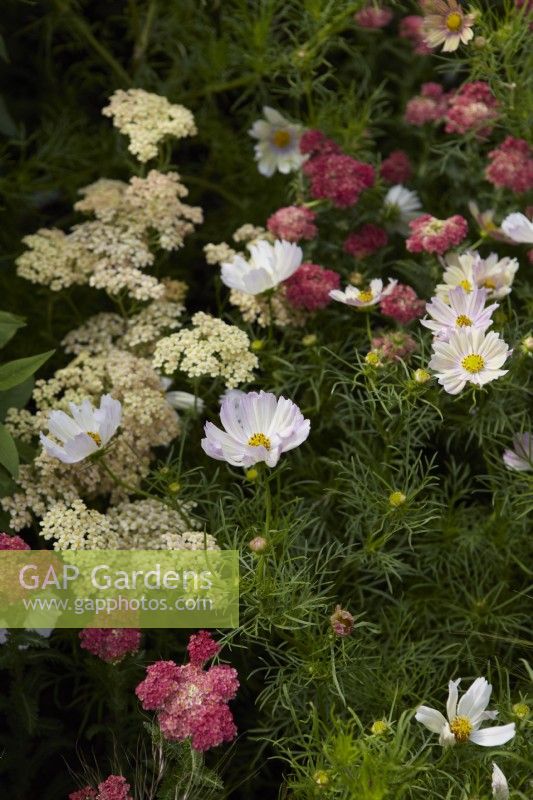 White Cosmos with 'Achillea Salmon Beauty' and Achillea 'Sassy Summer Sangria'. Summer.