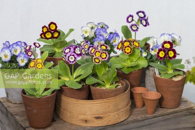 Primula auricula 'Lisa' with 'T A Hadfield' in old wooden flower sieve