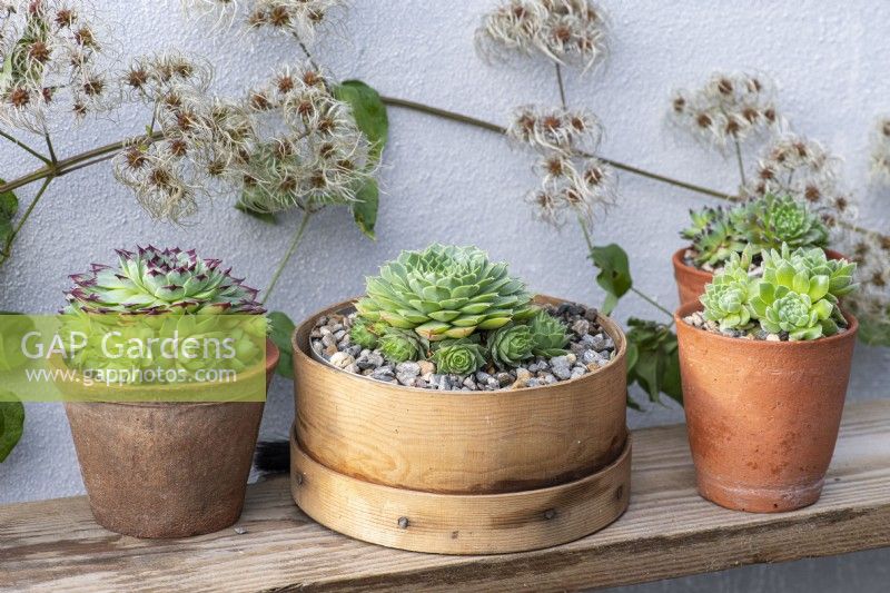 An arrangement of Sempervivum succulents, houseleeks, in the centre Sempervivum 'Limelight' in a vintage flour sieve. Left: S. 'Sir William Lawrence'. Right: S. ruthenicum.