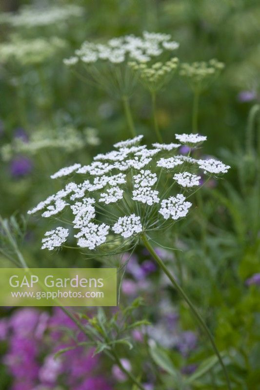 Ammi majus, false bishop's weed, an annual bearing cow parsley like umbels of fine, lacey white flowers
