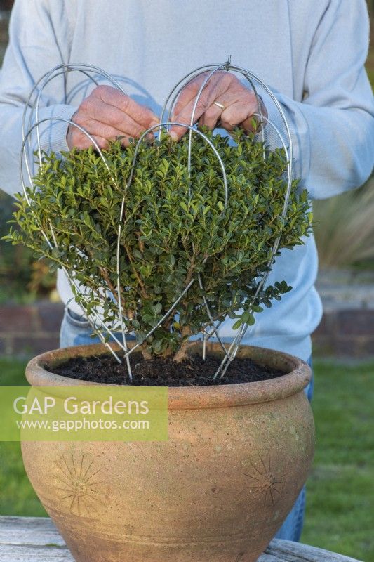 An evergreen Japanese holly bush, Ilex crenata 'Green Hedger', an alternative to box, is enclosed within the two halves of a 40cm high heart-shaped metal frame that are tied together.