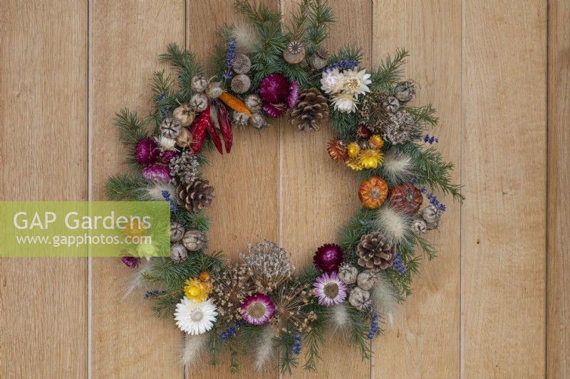 A Gardener's Garland wreath is created on a woven willow base covered in spruce foliage interspersed with dried lavender and ornamental grasses. It is then decorated with dried chilli peppers, miniature pumpkins, fircones, everlasting flowers and the seedheads of allium, poppies, nigella