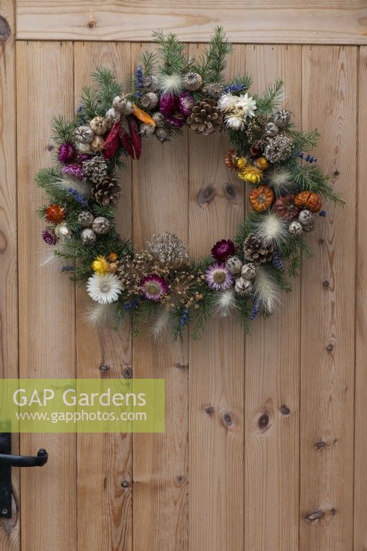 A Gardener's Garland wreath is created on a woven willow base covered in spruce foliage interspersed with dried lavender and ornamental grasses. It is then decorated with dried chilli peppers, miniature pumpkins, fircones, everlasting flowers and the seedheads of allium, poppies, nigella