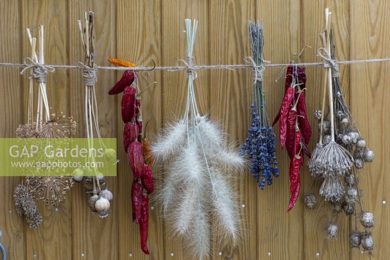 Picked from the garden and hung to dry are bunches of lavender, chilli peppers, everlasting flowers and the seedheads of nigella, allium, poppies and Pennisetum villosum.