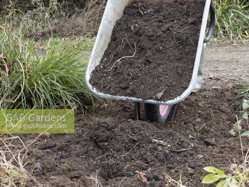 Conditioning the soil of a plant bed with well rotted compost using a wheelbarrow
