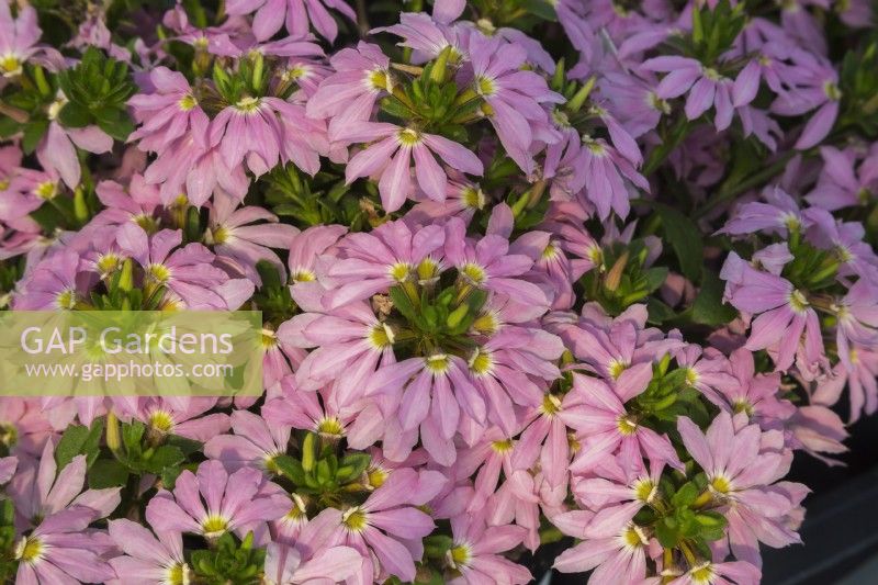 Scaevola wesscaetopi 'Scalora Topaz Pink' - Fairy Fan Flower in summer.