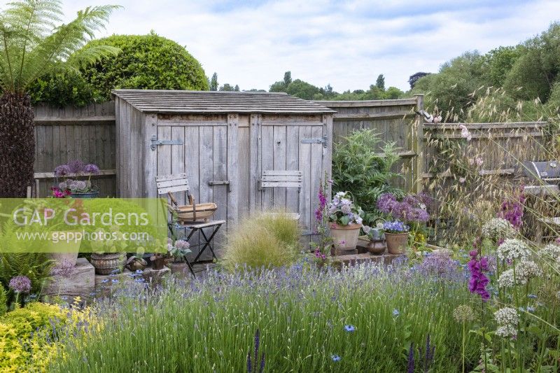 View over lavender plants to a small patio with chairs and pots of clematis, white Allium karataviensis and violas. Bespoke oak storage shed against fence.