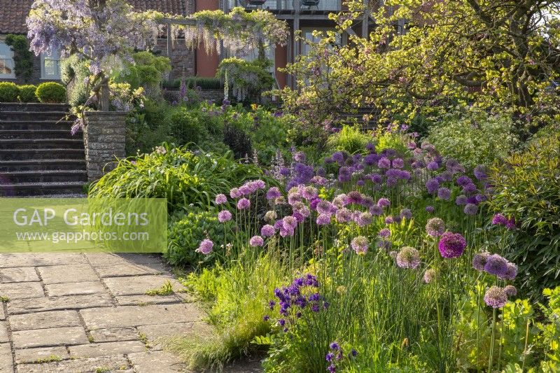 Stone paving path leading to steps with wooden arbour with Wisteria, flower borders planted with Alliums and Aquilegia