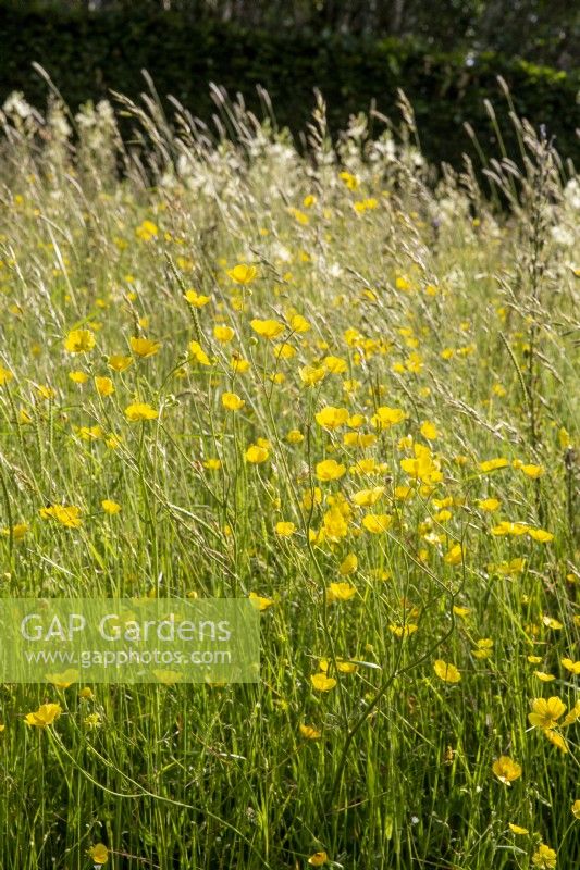 Ranunculus - Buttercups growing in grassland in a meadow 