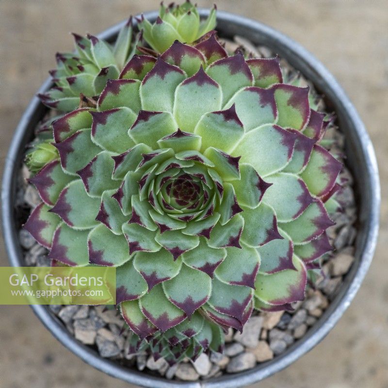 Sempervivum 'Sir William Lawrence', houseleek, a succulent with green rosettes of fleshy leaves with a distinctive red tip.