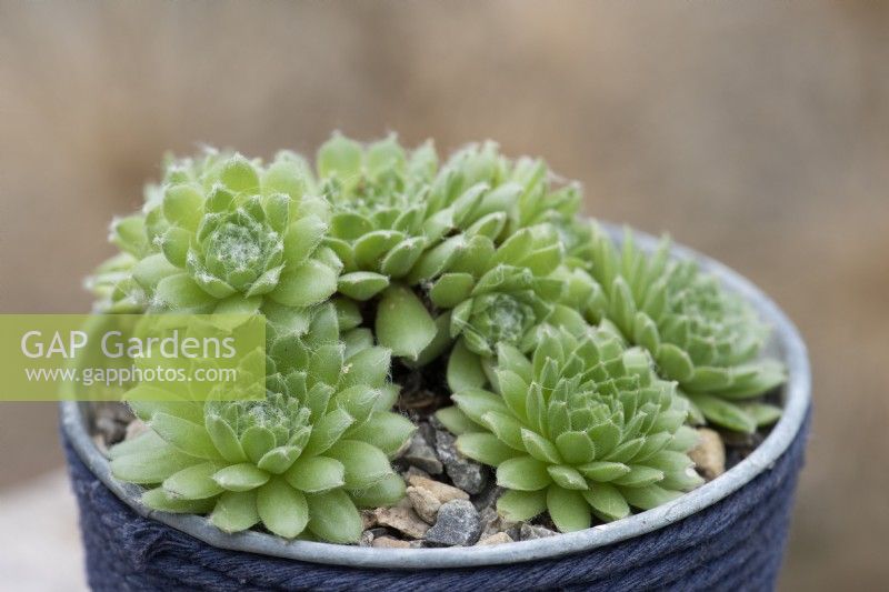 Sempervivum 'Pekinese', houseleek, a succulent with light green rosettes of short plump leaves covered in a fine web of hairs.