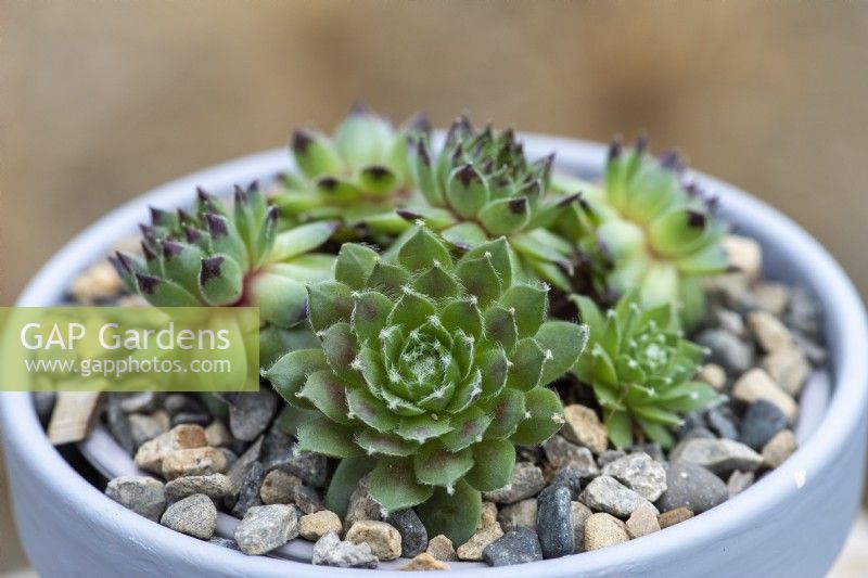 Sempervivum 'Burgundy Sparkle', houseleek, has green rosettes with burgundy tips.