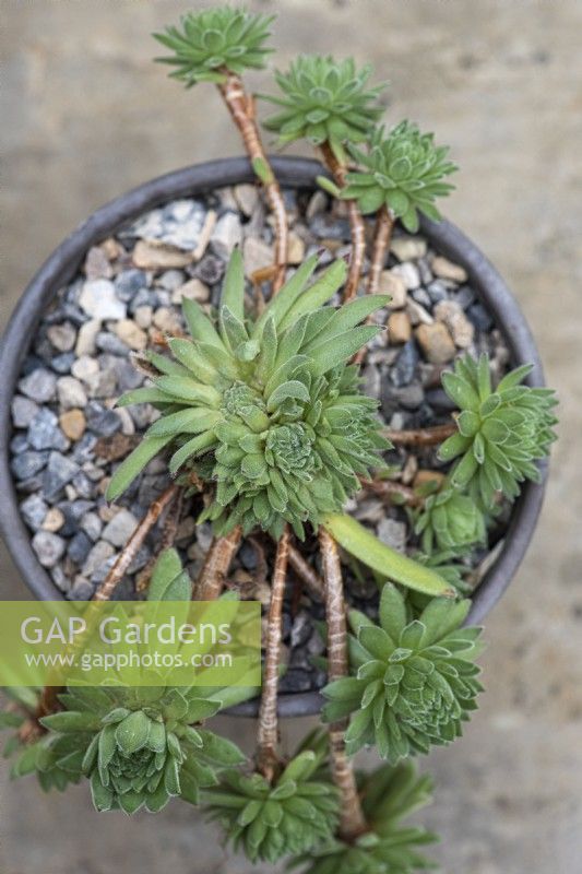 Sempervivum 'Midas', houseleek, a succulent with dense, fleshy green rosettes edged in fine hairs.