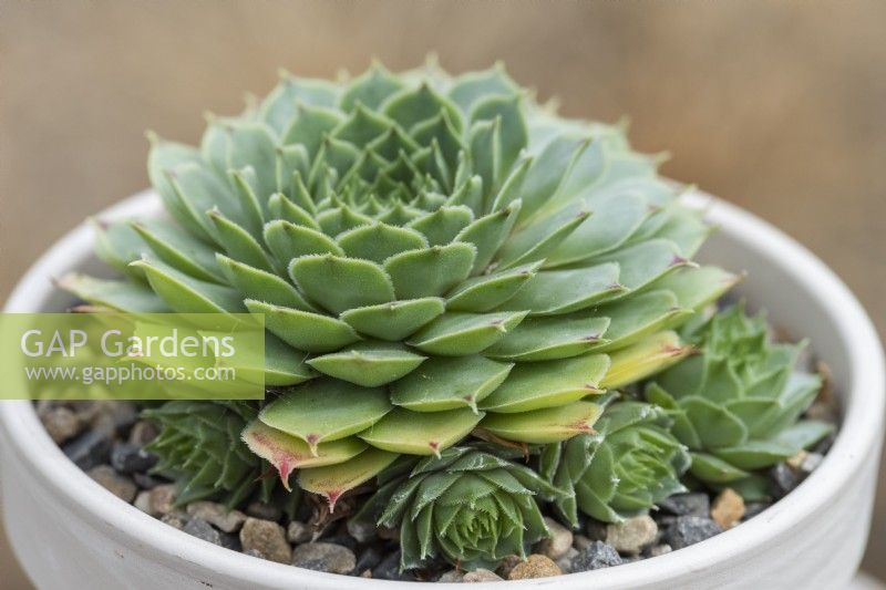 Sempervivum 'Limelight', houseleek, a succulent with large rosettes of lime green leaves with tiny pink tips.