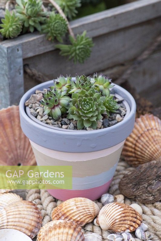 Sempervivum 'Burgundy Sparkle', houseleek, has green rosettes with burgundy tips, and tiny hairs.