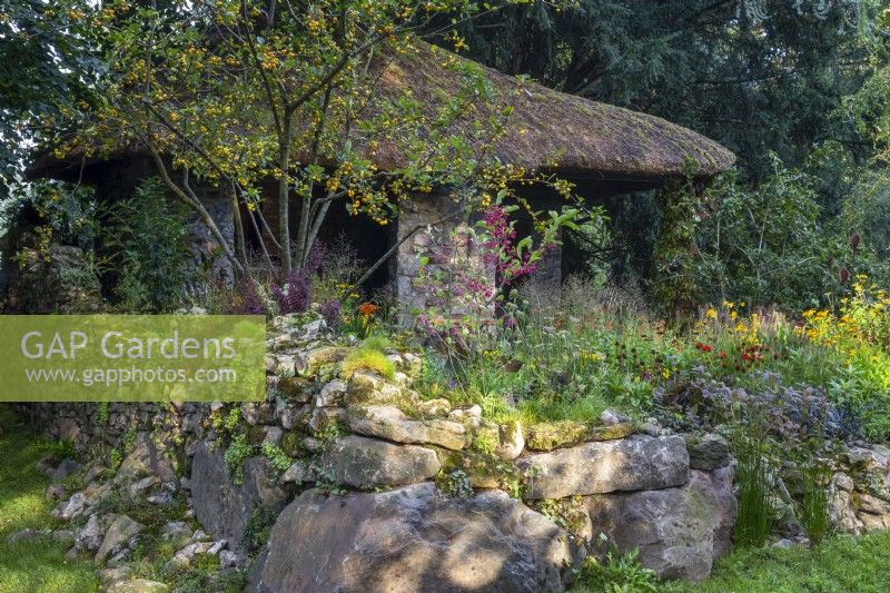 Old stone forge building with thatched roof a drystone wall - Malus 'Winter Gold' crab apple - mixed planting perennial border with Berberis, Echinacea, Helenium, Plantago major, Lysimachia ciliata and ornamental grasses