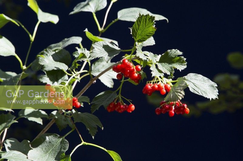 Viburnum opulus - Guelder Rose berries 