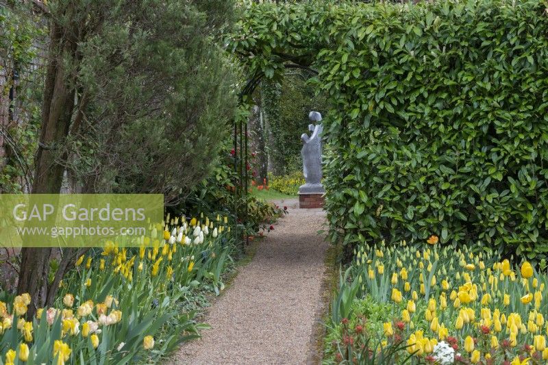 A pathway leads to arch in laurel hedge, framing view of sculpture 'Family Circle' by John Brown. Edging the path are on left of path, Tulipa 'West Point', 'Caribbean Parrot' and creamy 'Francoise', and on the right 'Strong Gold'.