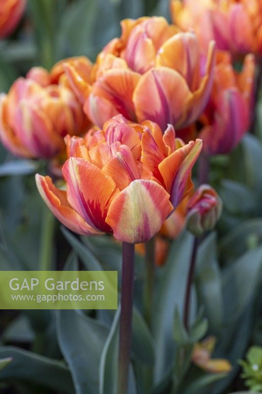 Tulipa 'Orange Princess' is a double with many petals in rich orange, with red and green feathering on the outer petals