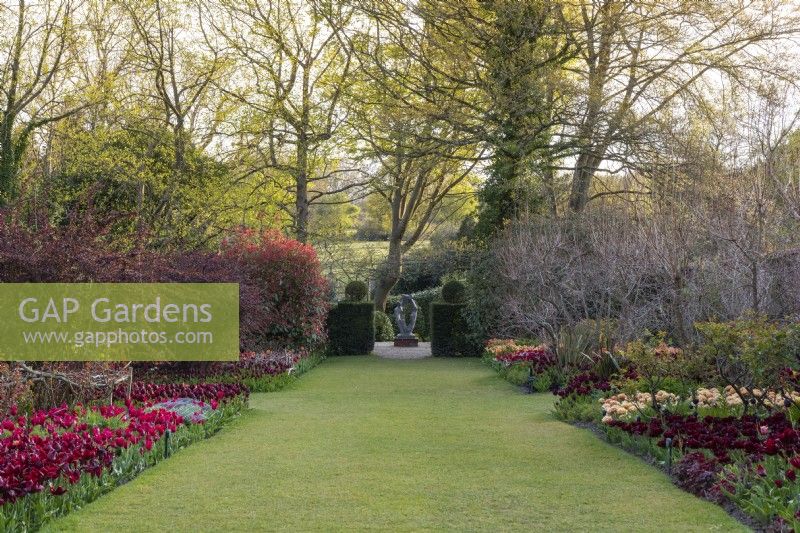 In the Hot Garden, view between borders of tulips and red berberis and photinia, to the sculpture 'Family Circle' by John Brown.