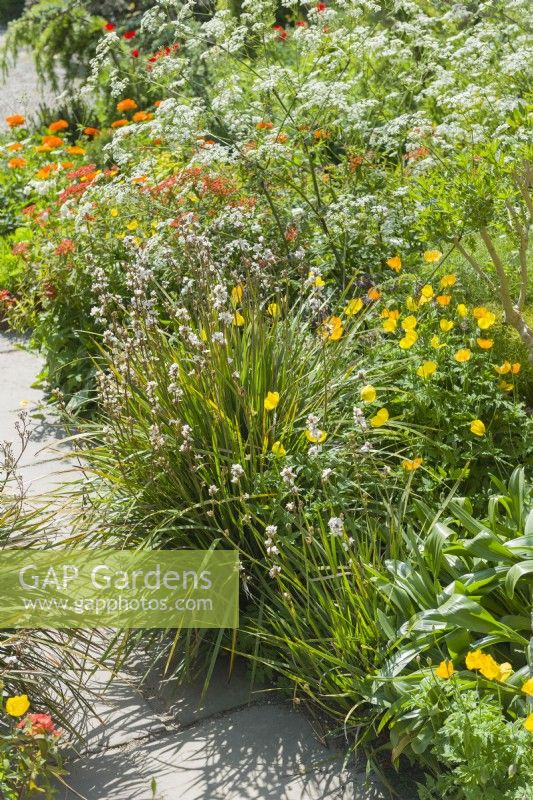 Border beside a path with Libertia, Meconopsis cambrica, Welsh Poppy, euphorbias and Anthriscus sylvestris, Cow Parsley. May.