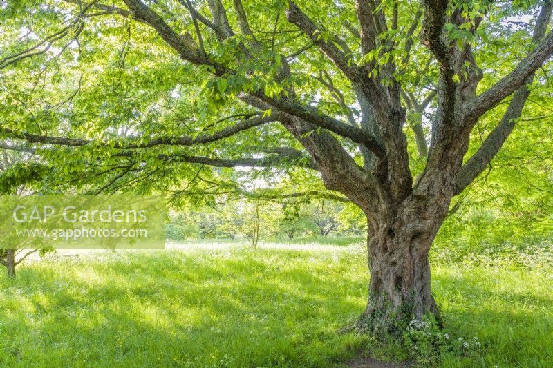 Ostrya carpinifolia, Hop Hornbeam. Mature tree in early summer surrounded by meadow. May