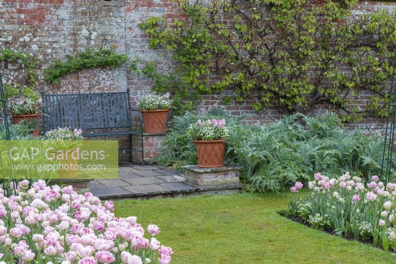 The potager grass path is edged with borders of Tulipa 'Angelique' interspersed with forget-me-nots. The tulips are also planted in the terracotta pots flanking the bench in front of pears espaliered on the back wall.