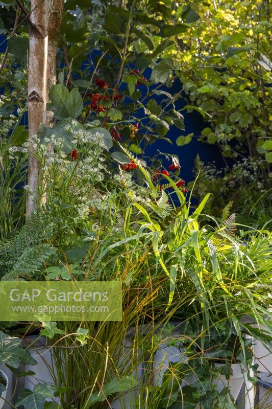 Mixed perennial planting of Hakonechloa macra 'Aureola', Molinia caerulea subsp 'Heidebraut', Carex testacea 'Praire Fire', Astrantia major 'Star of Billion', Betula pendula tree trunk and Viburnum opulus - Guelder Rose berries planted in containers 