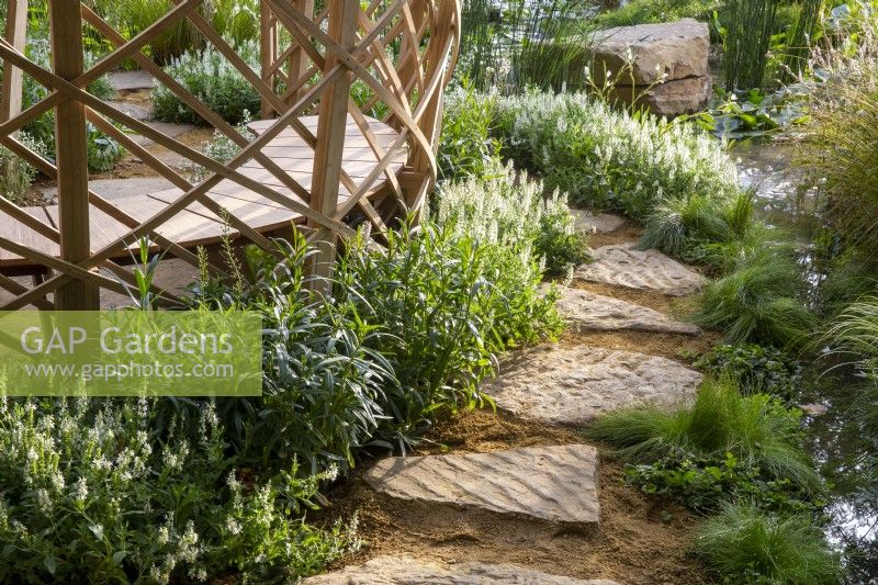 Stepping stone path - modern contemporary laminated lattice-work  structure made from Moso bamboo - Phyllostachys edulis with a bench seat and underplanting of Salvia x sylvestris 'Schneehugel' - aquatic marginal plants - Isolepis cernua