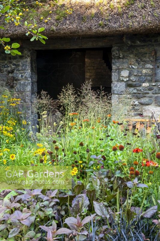 Old stone building with mixed planting perennial border with Echinacea 'Salsa Red', Lysimachia ciliata 'Firecracker',  Helenium and ornamental grasses Pennisetum alopecuroides and Melica altissima 