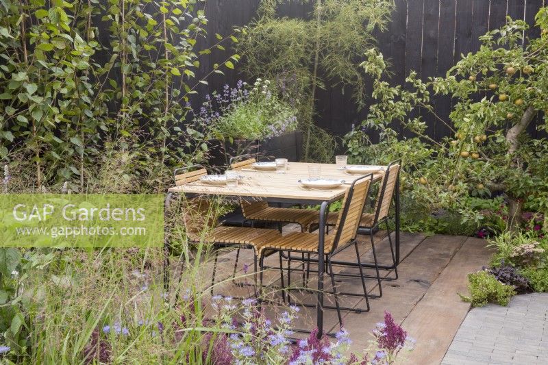 A reused timber floor patio area next to clay brick pavers - outdoor dining table and chairs in courtyard with black wooden fence - Malus - apple tree - ornamental grasses and Caryopteris clandonensis 'Heavenly Blue' and Salvia nemorosa 'Schwellenburg' - meadow sage in the foreground