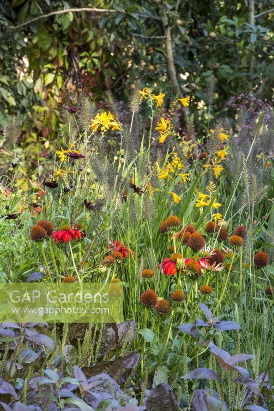 Mixed planting perennial border with Plantago major 'Purpurea', Lysimachia ciliata 'Firecracker', Echinacea 'Salsa Red', Cosmos atrosanguineus 'Black Magic' and ornamental grass Pennisetum alopecuroides 