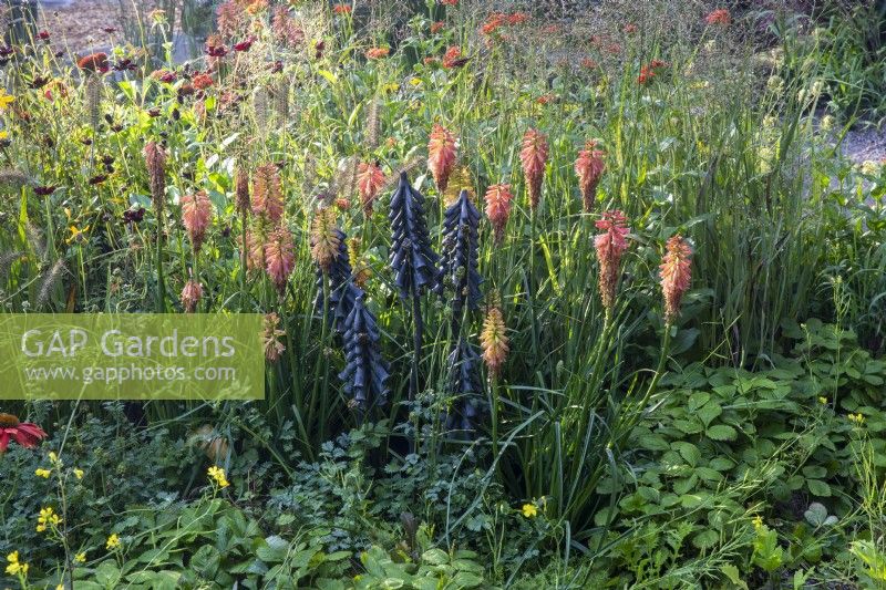 Metal sculpture of Kniphofia with mixed perennial planting of Cosmos atrosanguineus 'Black Magic' - ornamental grasses Pennisetum alopecuroides and Melica altissima 