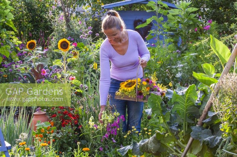 Woman picking snapdragons -  Antirrhinum majus.