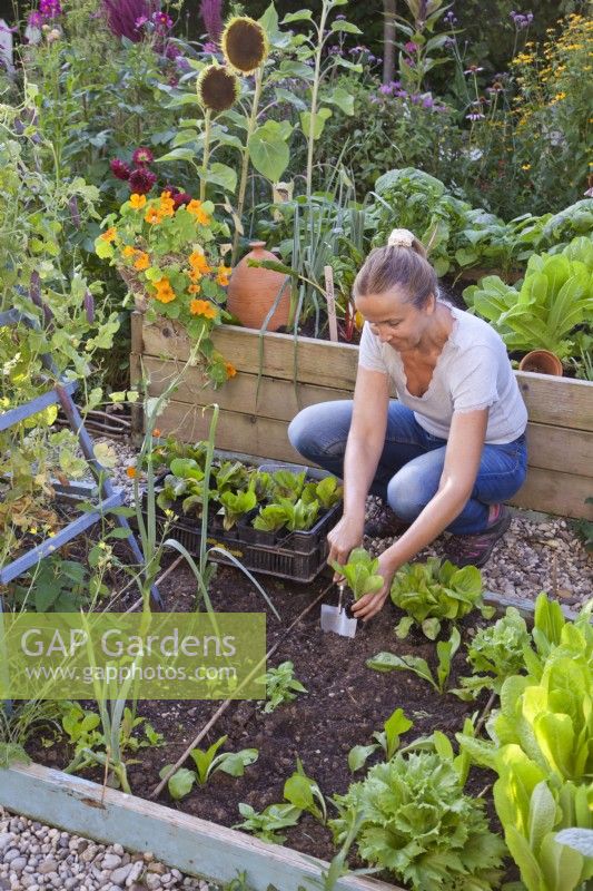 Woman planting  radicchio ' Palla Rossa' seedlings in raised bed.