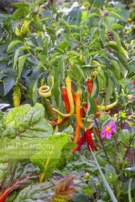 Capsicum annuum ' Milder Spiral' - Sweet pepper