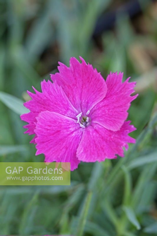 Dianthus 'Vivid Bright Lights' - August