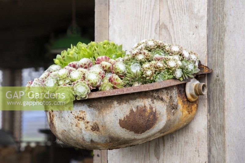 Sempervivums growing in an old rusty metal container