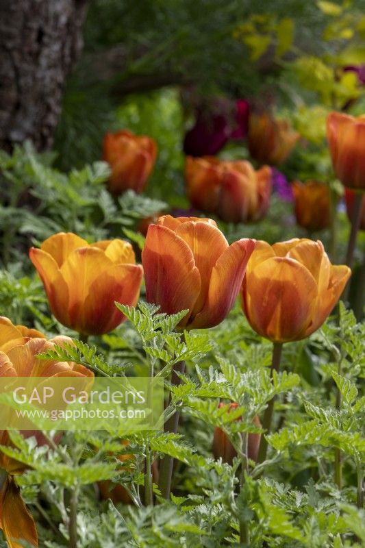 Tulipa 'Cairo' - tulip - May