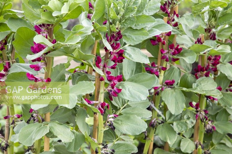 Vicia faba 'Crimson Flowered' - Broad Bean growing in rows - staked to bamboo canes for support