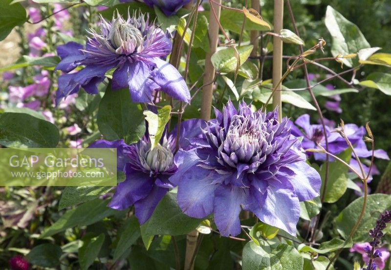 Clematis 'Multi Blue' climbing up a bamboo canes wigwam