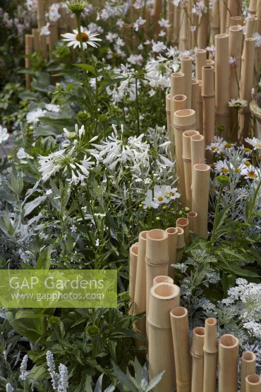 The Lunar Garden Designer: Queenie Chan. Low bamboo fence and white themed planting including Agapanthus africanus 'Whitney'. Summer.